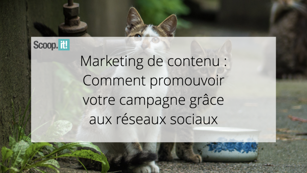 Marketing de contenu : Comment promouvoir votre campagne grâce aux réseaux sociaux 