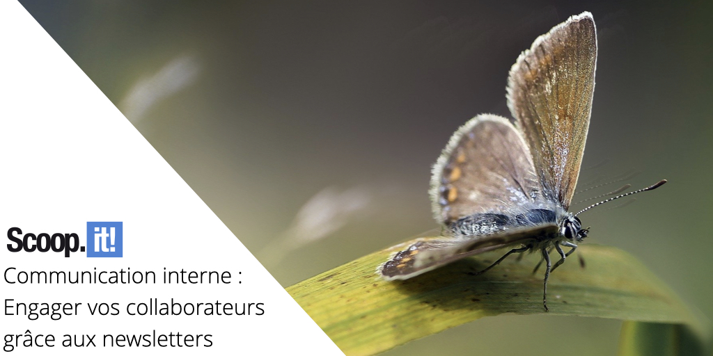 Communication interne : Engager vos collaborateurs grâce aux newsletters