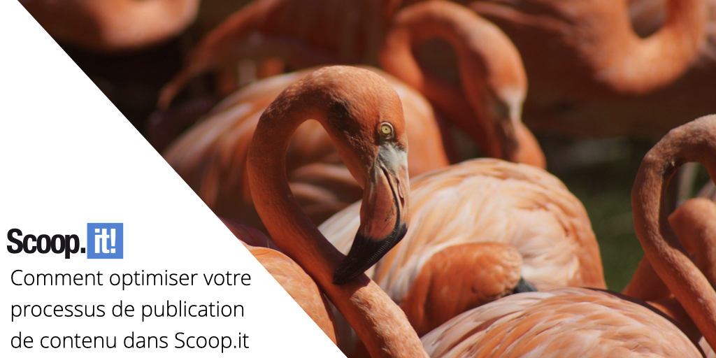 Comment optimiser votre processus de publication de contenu dans Scoop.it