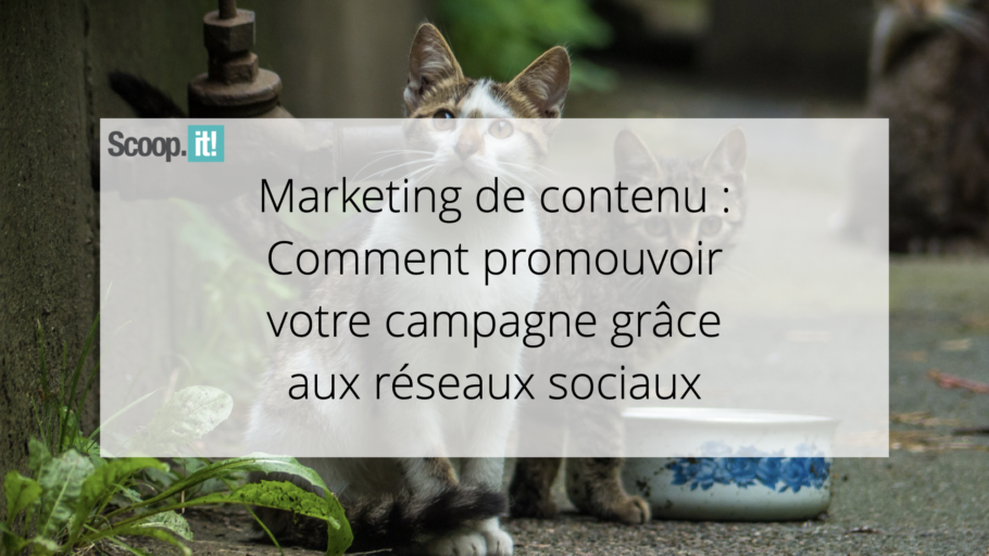 Marketing de contenu : Comment promouvoir votre campagne grâce aux réseaux sociaux